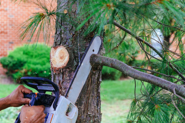 Best Tree Maintenance Programs  in Emporia, VA